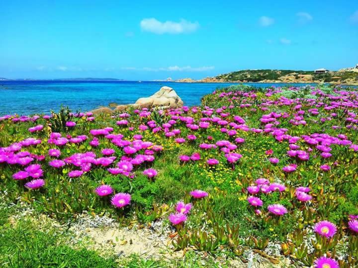 Sweet Home La Maddalena La Maddalena  Ngoại thất bức ảnh